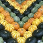 Shouguang: The 'Vegetable Capital' Feeding China Year-Round