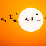 Siberian Cranes Flock to Momoge Wetlands in NE China for Annual Migration video poster
