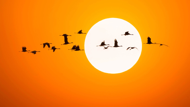 Siberian_Cranes_Flock_to_Momoge_Wetlands_in_NE_China_for_Annual_Migration_poster - Khabar Asia Siberian Cranes Flock to Momoge Wetlands in NE China for Annual Migration video poster