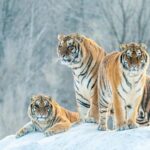 Siberian Tiger Families Flourish in Northeast China's National Park video poster