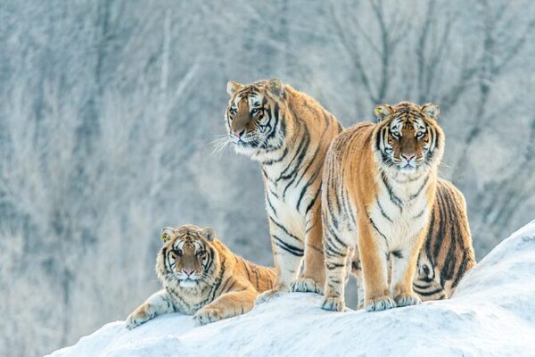 Siberian Tiger Families Flourish in Northeast China’s National Park Siberian Tiger Families Flourish in Northeast China's National Park video poster