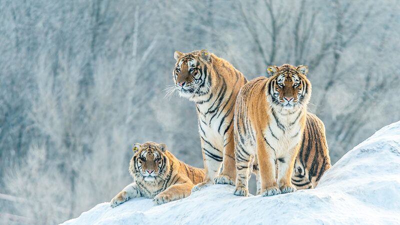 Siberian_Tiger_Families_Flourish_in_Northeast_Chinas_National_Park_poster - Khabar Asia Siberian Tiger Families Flourish in Northeast China's National Park video poster