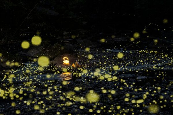 Sichuan’s Tiantai Mountain Prepares for Enchanting Firefly Season Sichuan's Tiantai Mountain Prepares for Enchanting Firefly Season