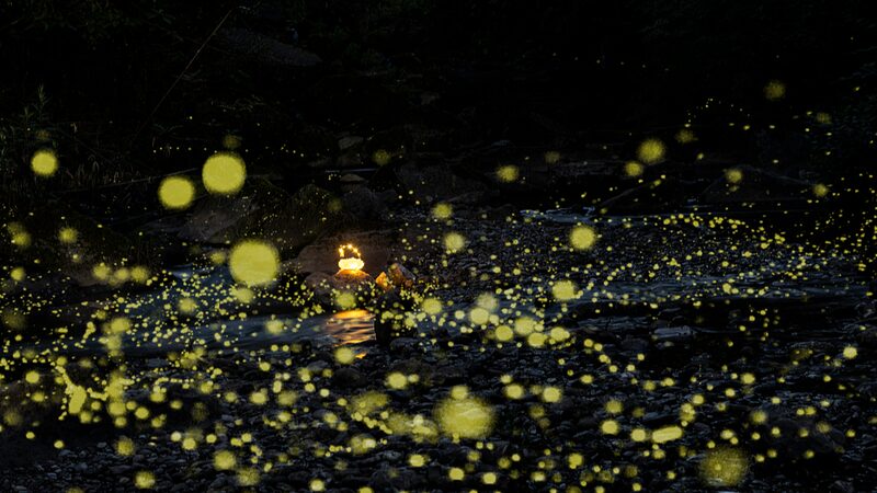 Sichuan's Tiantai Mountain Prepares for Enchanting Firefly Season
