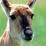 Silent_Struggle__A_Hornless_Gazelle_s_Survival_Challenge_at_Qinghai_Lake video poster