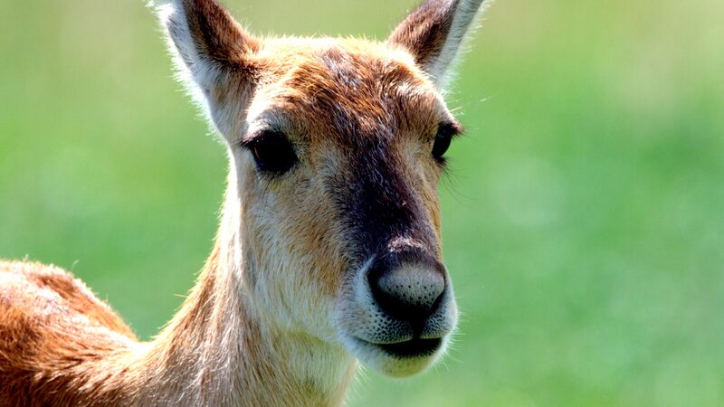 Silent_Struggle__A_Hornless_Gazelle_s_Survival_Challenge_at_Qinghai_Lake video poster