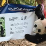 Singapore Bids Farewell to Beloved Giant Panda Le Le