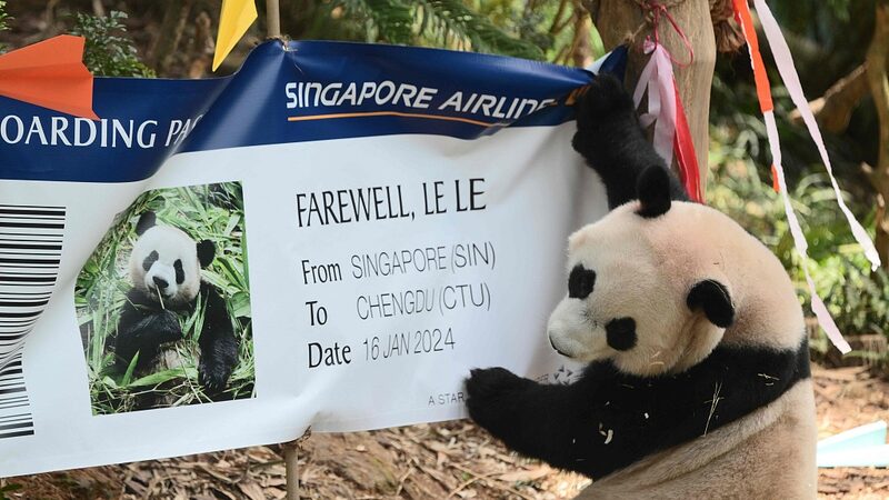 Singapore_Bids_Farewell_to_Beloved_Giant_Panda_Le_Le_as_He_Returns_to_China - Khabar Asia Singapore Bids Farewell to Beloved Giant Panda Le Le as He Returns to China