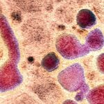 Single_H5N1_Mutation_Could_Enable_Easier_Human_Infection__Study_Finds