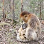 Six Golden Monkey Cubs Boost Conservation Efforts in China's Shennongjia National Park video poster