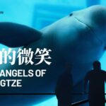 Smiling Angels of the Yangtze: China's Fight to Save the Finless Porpoise video poster