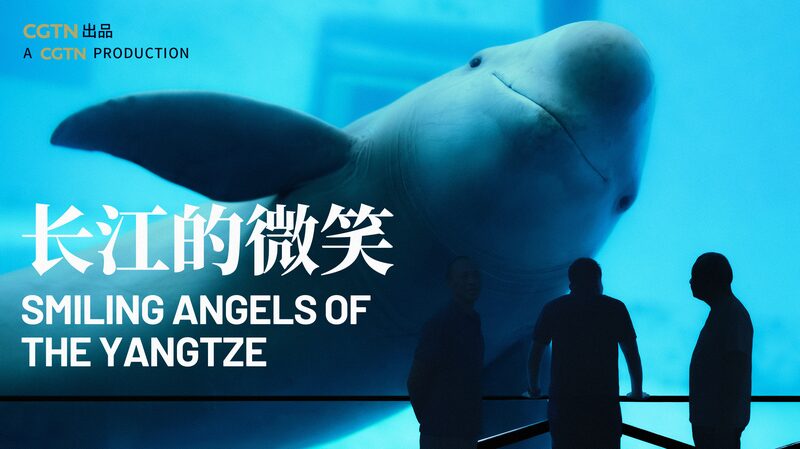 Smiling_Angels_of_the_Yangtze_Chinas_Fight_to_Save_the_Finless_Porpoise_poster - Khabar Asia Smiling Angels of the Yangtze: China's Fight to Save the Finless Porpoise video poster
