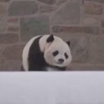 Smithsonian_National_Zoo_s_Giant_Pandas_Bao_Li_and_Qing_Bao_to_Debut_January_24 video poster