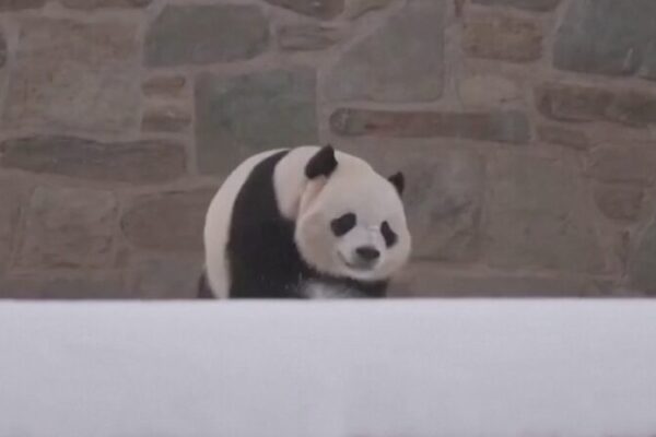 Smithsonian_National_Zoo_s_Giant_Pandas_Bao_Li_and_Qing_Bao_to_Debut_January_24 video poster
