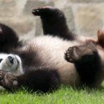 Smithsonian's National Zoo to Welcome Two New Giant Pandas from China