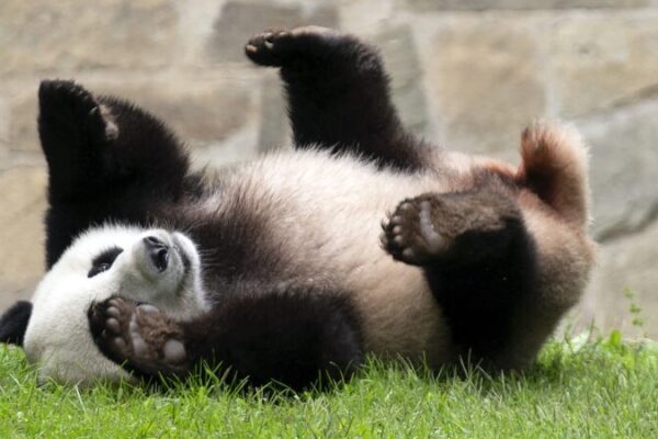Smithsonian’s National Zoo to Welcome Two New Giant Pandas from China Smithsonian's National Zoo to Welcome Two New Giant Pandas from China