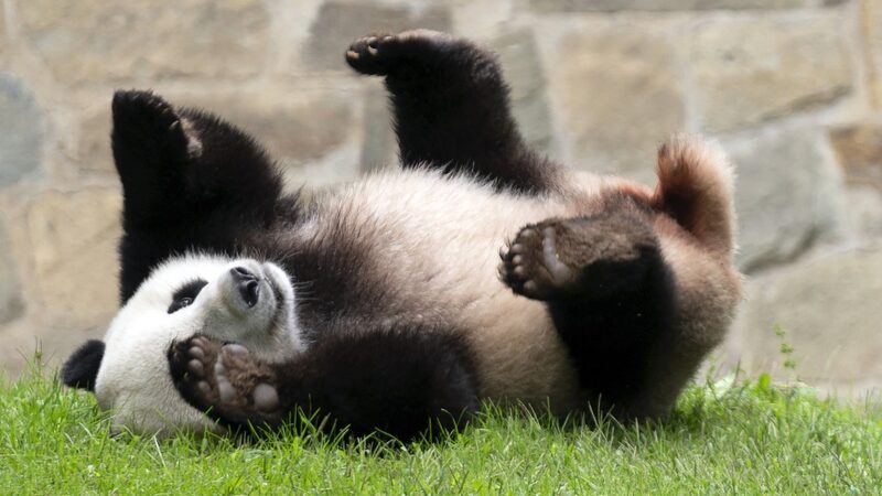 Smithsonian's National Zoo to Welcome Two New Giant Pandas from China