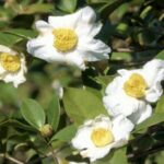 Snow_White_Tea_Oil_Camellias_Bloom_in_Guizhou_Province__Signaling_Bountiful_Harvest video poster