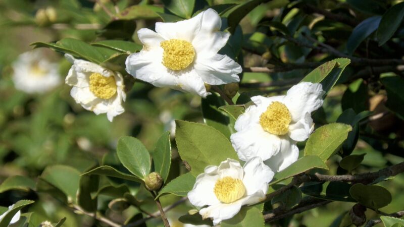 Snow_White_Tea_Oil_Camellias_Bloom_in_Guizhou_Province__Signaling_Bountiful_Harvest_poster - Khabar Asia Snow_White_Tea_Oil_Camellias_Bloom_in_Guizhou_Province__Signaling_Bountiful_Harvest video poster