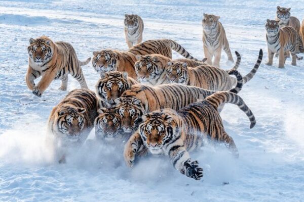 Snowy Wonderland: Siberian Tigers Embrace Winter in Mudanjiang Snowy_Wonderland__Siberian_Tigers_Embrace_Winter_in_Mudanjiang