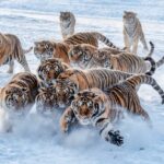 Snowy_Wonderland__Siberian_Tigers_Roam_Mudanjiang_s_Winter_Landscape