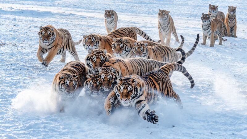 Snowy_Wonderland__Siberian_Tigers_Roam_Mudanjiang_s_Winter_Landscape - Khabar Asia Snowy_Wonderland__Siberian_Tigers_Roam_Mudanjiang_s_Winter_Landscape