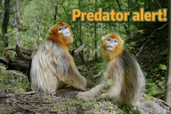 Snub-Nosed Monkeys' Ingenious Survival Tactics in the Wild video poster