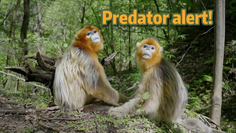 Snub-Nosed_Monkeys_Ingenious_Survival_Tactics_in_the_Wild_poster - Khabar Asia Snub-Nosed Monkeys' Ingenious Survival Tactics in the Wild video poster