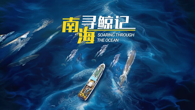 Soaring_Through_the_Ocean__A_Pilot_Whale_s_Journey_in_the_South_China_Sea_poster - Khabar Asia Soaring_Through_the_Ocean__A_Pilot_Whale_s_Journey_in_the_South_China_Sea video poster