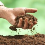 Sound Waves Accelerate Soil Fungi Growth, Australian Study Reveals