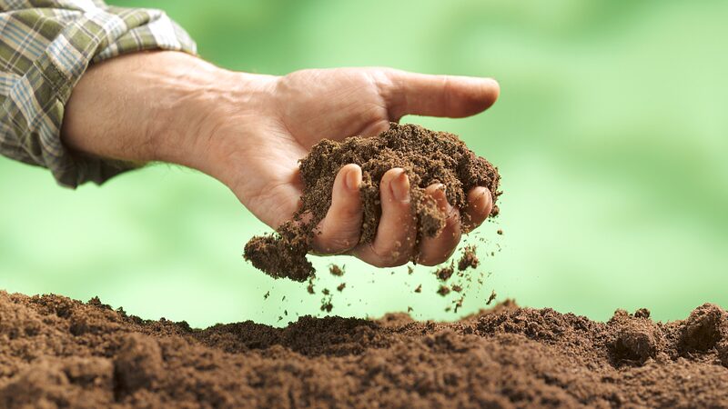 Sound_Waves_Accelerate_Soil_Fungi_Growth_Australian_Study_Reveals - Khabar Asia Sound Waves Accelerate Soil Fungi Growth, Australian Study Reveals