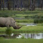 South_Africa_Reports_Significant_Drop_in_Rhinoceros_Poaching