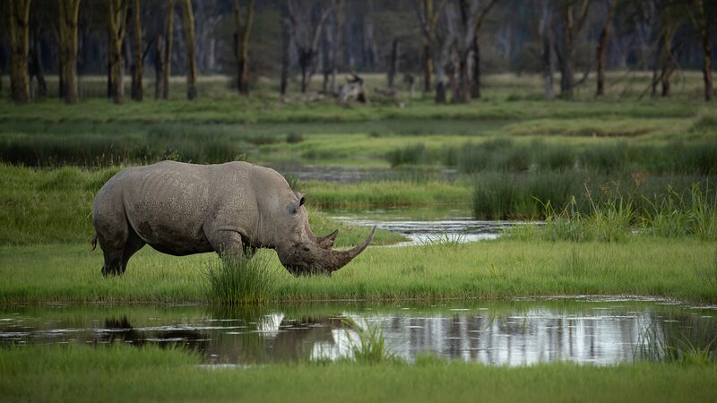 South_Africa_Reports_Significant_Drop_in_Rhinoceros_Poaching - Khabar Asia South_Africa_Reports_Significant_Drop_in_Rhinoceros_Poaching