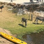 South_Africa_s_Cradle_Moon_Conservancy__A_Wildlife_Haven_Near_Johannesburg