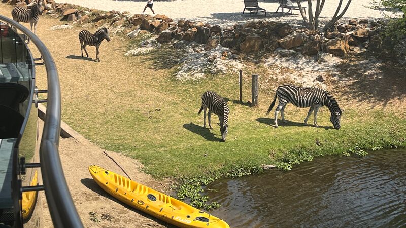 South_Africa_s_Cradle_Moon_Conservancy__A_Wildlife_Haven_Near_Johannesburg