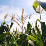 South African Corn Exports Boost Mutual Growth with China's Guangdong Province video poster