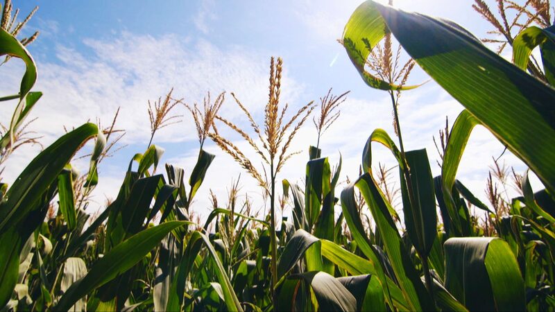 South_African_Corn_Exports_Boost_Mutual_Growth_with_Chinas_Guangdong_Province_poster - Khabar Asia South African Corn Exports Boost Mutual Growth with China's Guangdong Province video poster