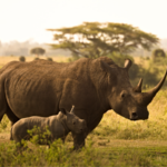 South African Scientists Use Nuclear Technology to Combat Rhino Poaching