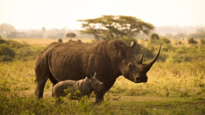 South_African_Scientists_Use_Nuclear_Technology_to_Combat_Rhino_Poaching - Khabar Asia South African Scientists Use Nuclear Technology to Combat Rhino Poaching