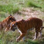 South_China_Tiger_Cubs_Thrive_at_Wilderness_Training_Base video poster