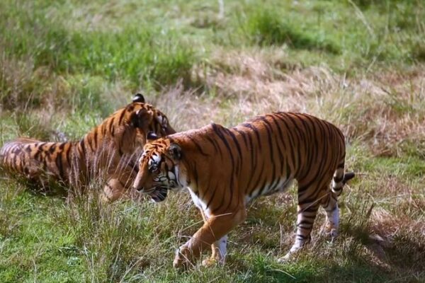 South China Tiger Cubs Thrive at Wilderness Training Base South_China_Tiger_Cubs_Thrive_at_Wilderness_Training_Base video poster