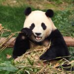 South Korea Bids Farewell to Fu Bao, First Giant Panda Born in the Country video poster