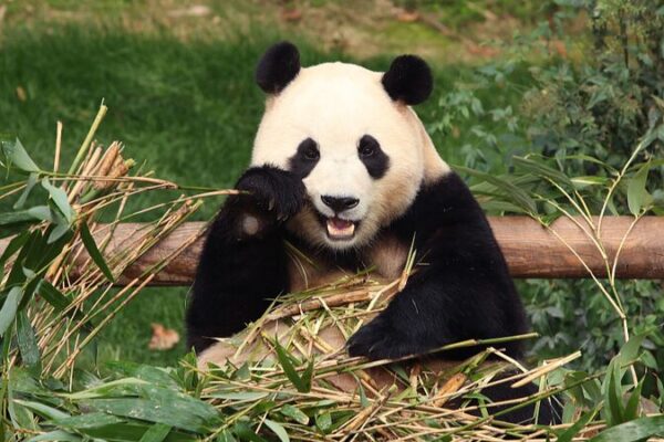South Korea Bids Farewell to Fu Bao, First Giant Panda Born in the Country South Korea Bids Farewell to Fu Bao, First Giant Panda Born in the Country video poster