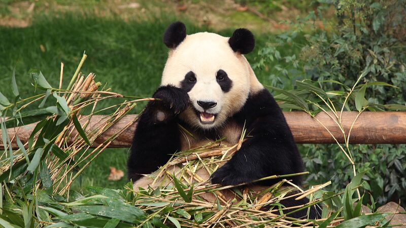 South_Korea_Bids_Farewell_to_Fu_Bao_First_Giant_Panda_Born_in_the_Country_poster - Khabar Asia South Korea Bids Farewell to Fu Bao, First Giant Panda Born in the Country video poster
