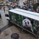 South Korea Bids Farewell to Fu Bao, Giant Panda Returns to China