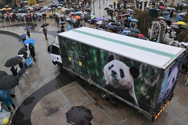 South Korea Bids Farewell to Fu Bao, Giant Panda Returns to China South Korea Bids Farewell to Fu Bao, Giant Panda Returns to China