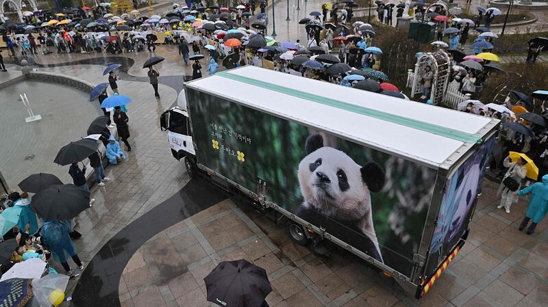 South_Korea_Bids_Farewell_to_Fu_Bao_Giant_Panda_Returns_to_China - Khabar Asia South Korea Bids Farewell to Fu Bao, Giant Panda Returns to China