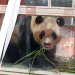 South Korea's Celebrity Panda Fu Bao Arrives Safely in Chengdu