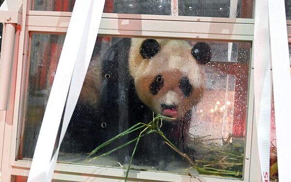 South Korea’s Celebrity Panda Fu Bao Arrives Safely in Chengdu South Korea's Celebrity Panda Fu Bao Arrives Safely in Chengdu