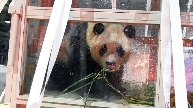 South Korea's Celebrity Panda Fu Bao Arrives Safely in Chengdu